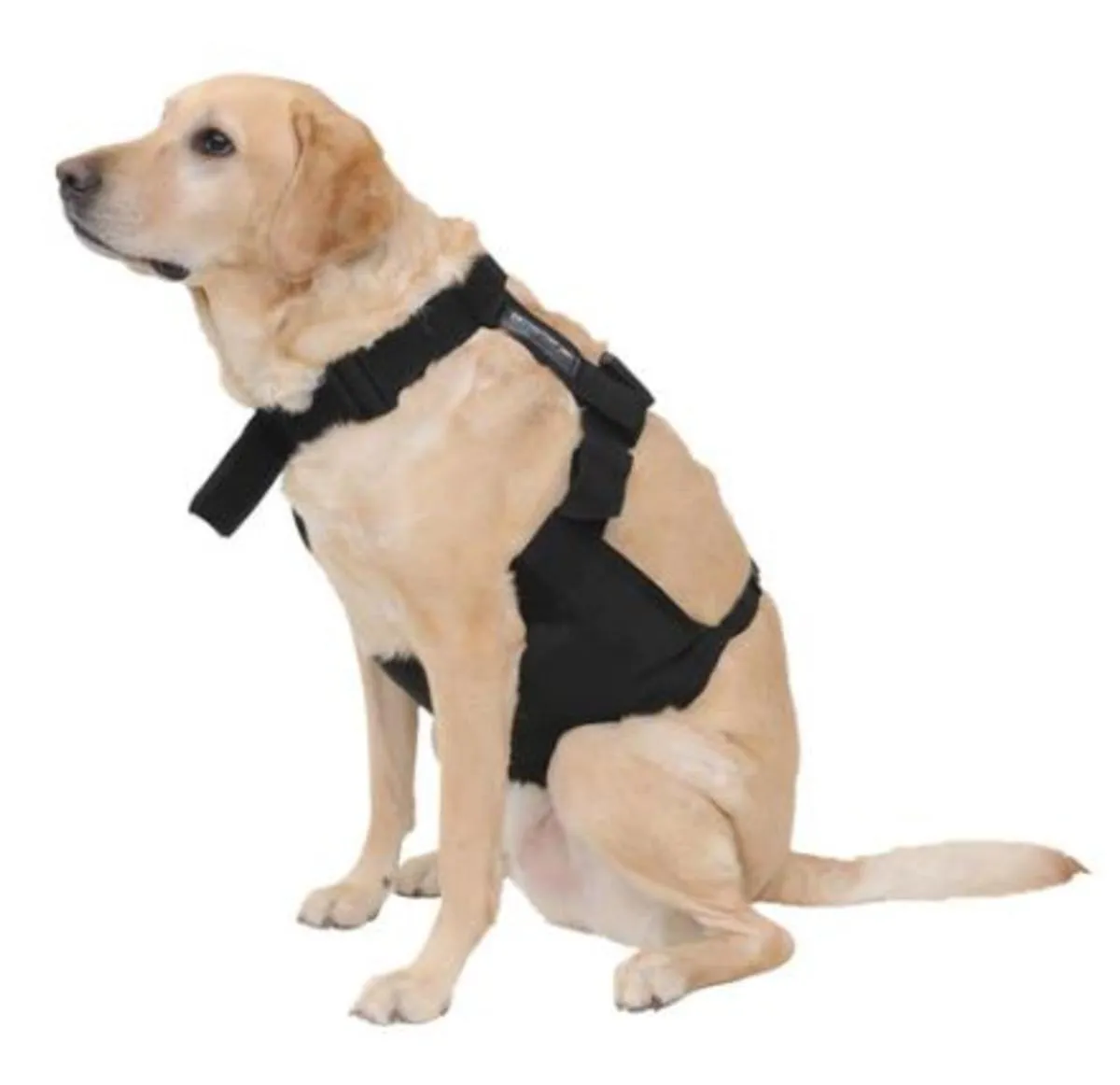 Glacier Tek ChillyDog Cool Vest